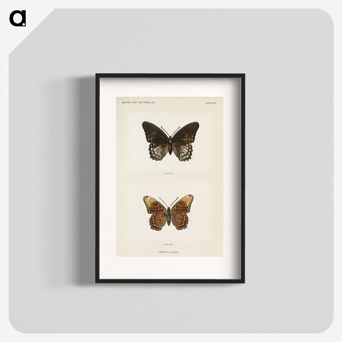 1-38_Moths-and-Butterflies-of-the-United-States_blk