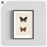 1-38_Moths-and-Butterflies-of-the-United-States_blk