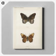 1-38_Moths-and-Butterflies-of-the-United-States_canvas