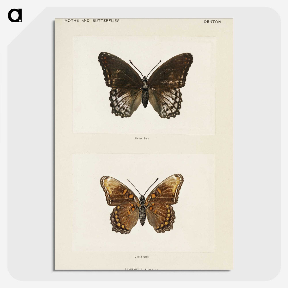 1-38_Moths-and-Butterflies-of-the-United-States_picture-crop