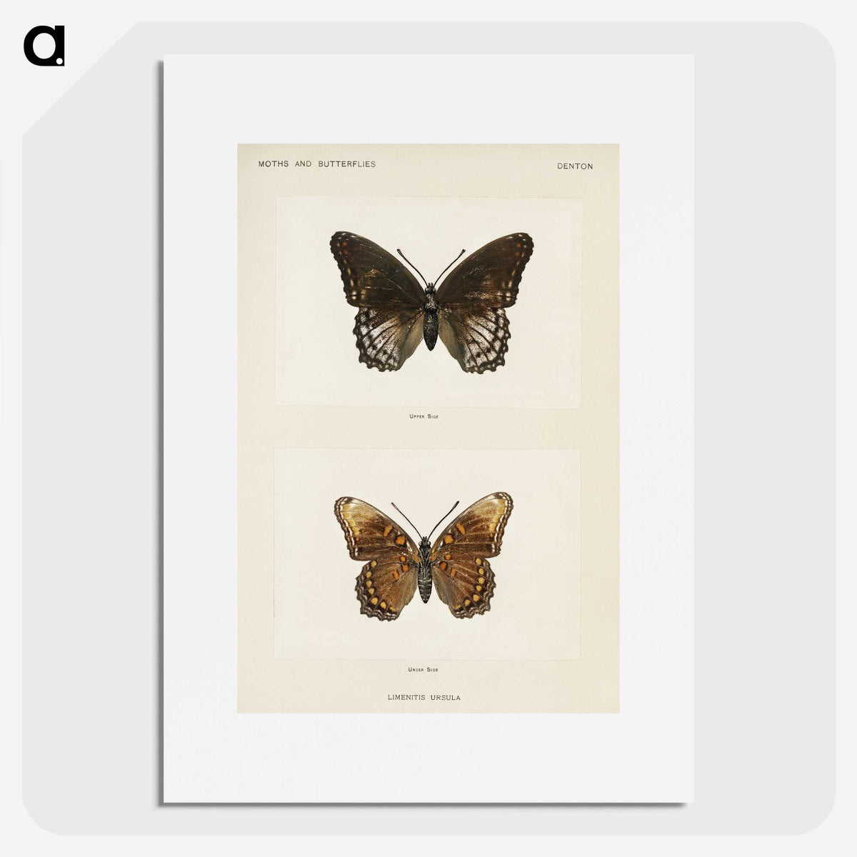1-38_Moths-and-Butterflies-of-the-United-States_picture