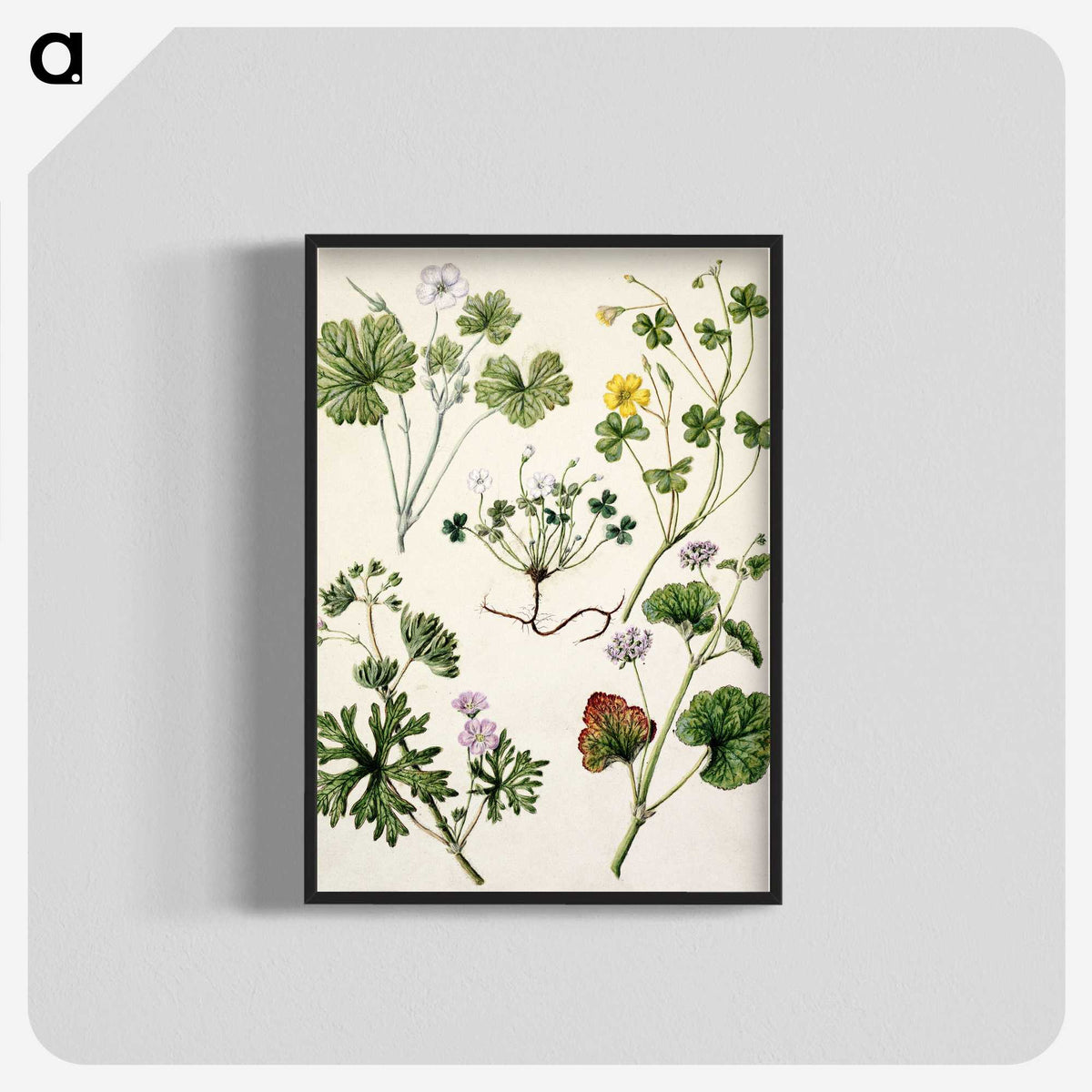 1-38_Native-Flowering-Plants-of-New-Zealand_blk-crop