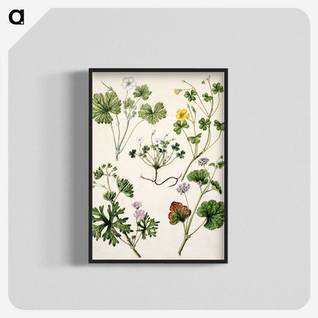 1-38_Native-Flowering-Plants-of-New-Zealand_blk-crop