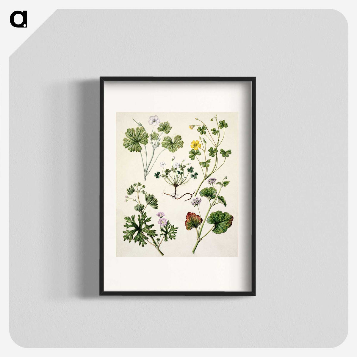 1-38_Native-Flowering-Plants-of-New-Zealand_blk