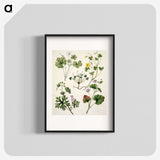 1-38_Native-Flowering-Plants-of-New-Zealand_blk
