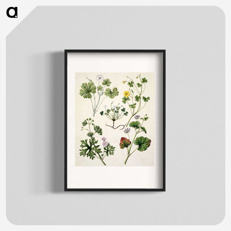 1-38_Native-Flowering-Plants-of-New-Zealand_blk