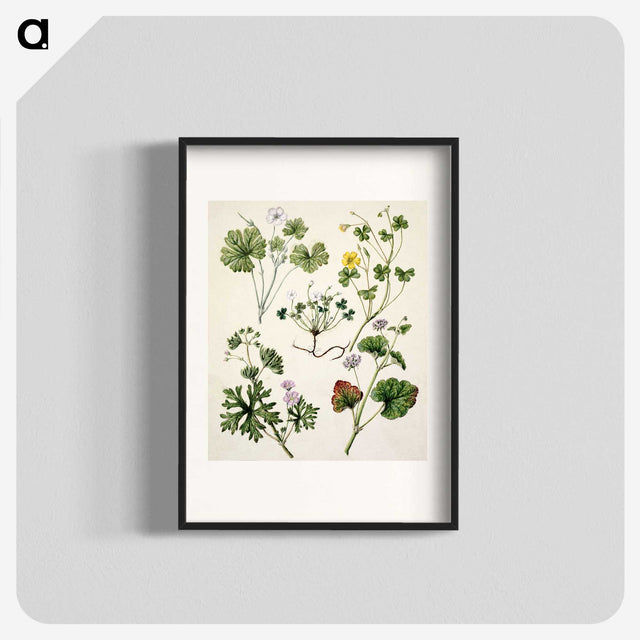 1-38_Native-Flowering-Plants-of-New-Zealand_blk