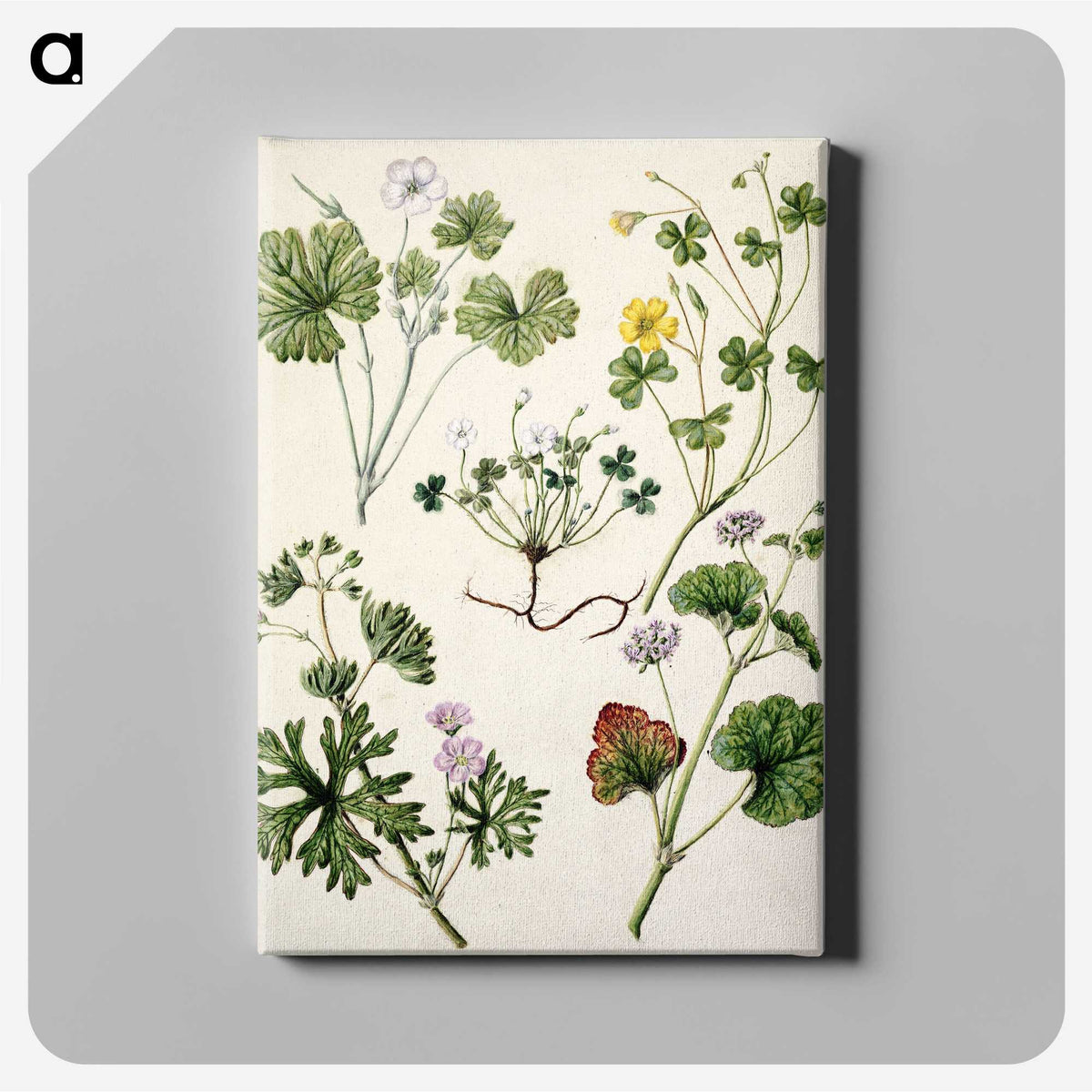 1-38_Native-Flowering-Plants-of-New-Zealand_canvas
