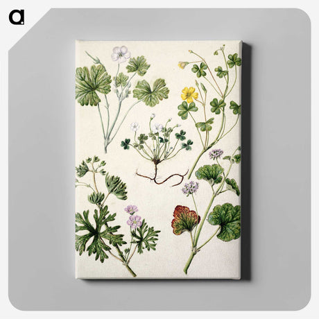 1-38_Native-Flowering-Plants-of-New-Zealand_canvas