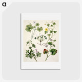 1-38_Native-Flowering-Plants-of-New-Zealand_hagaki
