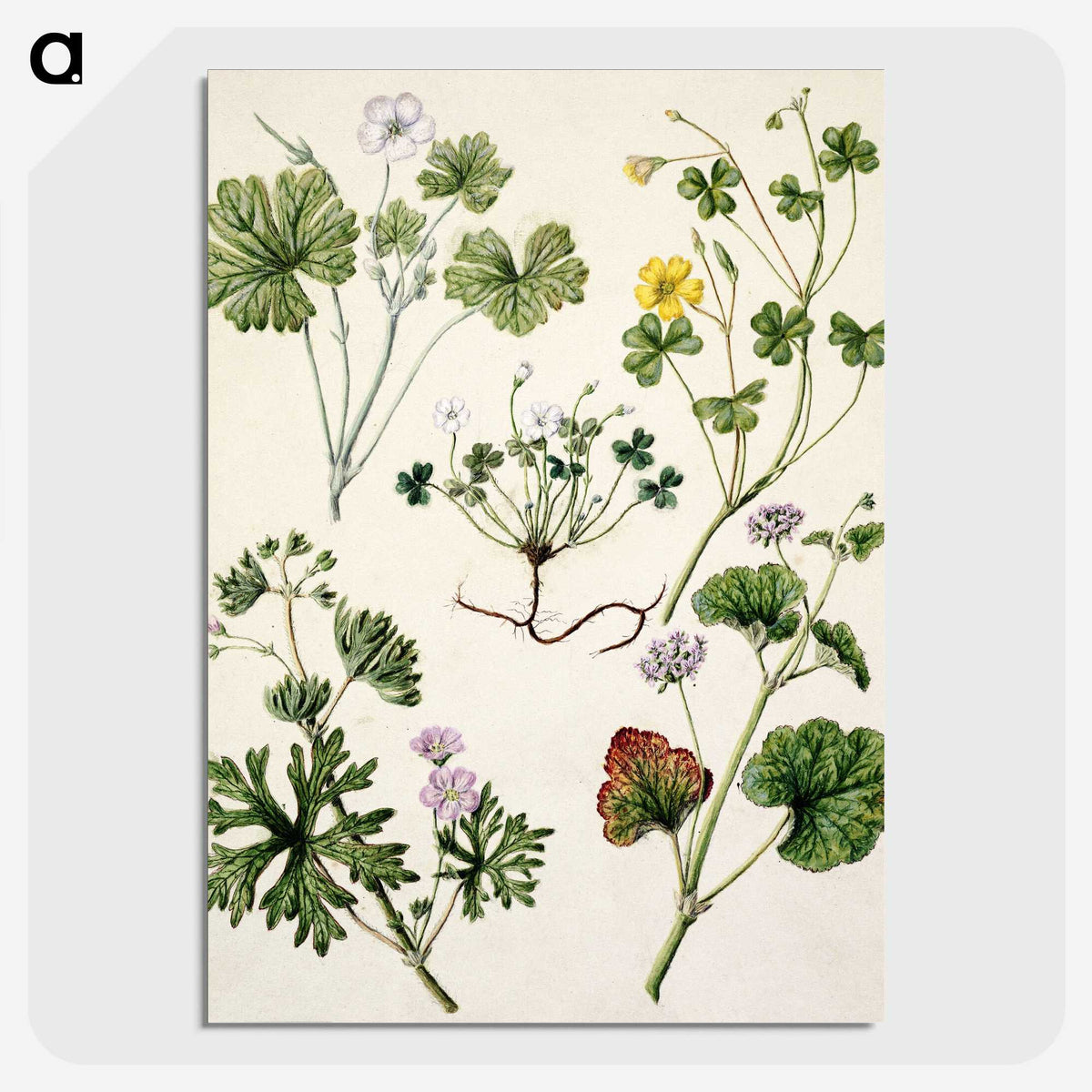 1-38_Native-Flowering-Plants-of-New-Zealand_picture-crop