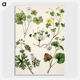 1-38_Native-Flowering-Plants-of-New-Zealand_picture-crop