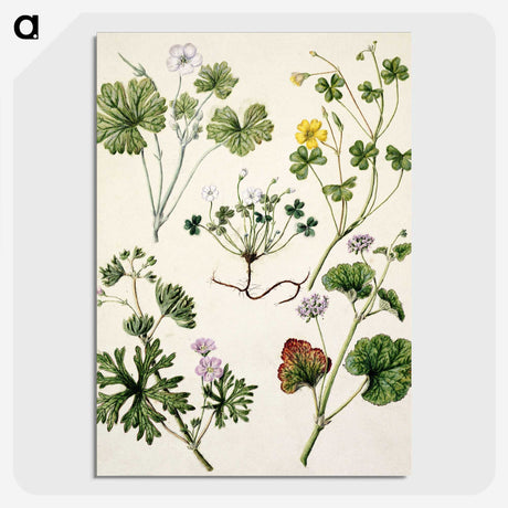 1-38_Native-Flowering-Plants-of-New-Zealand_picture-crop