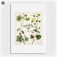 1-38_Native-Flowering-Plants-of-New-Zealand_picture