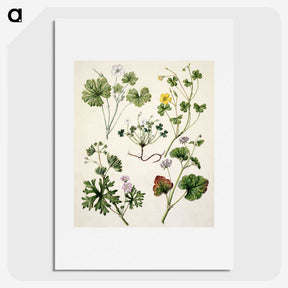 1-38_Native-Flowering-Plants-of-New-Zealand_picture