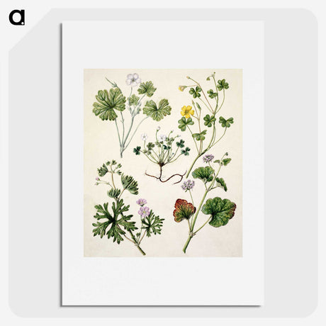 1-38_Native-Flowering-Plants-of-New-Zealand_picture