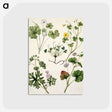 1-38_Native-Flowering-Plants-of-New-Zealand_postcard