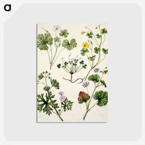 1-38_Native-Flowering-Plants-of-New-Zealand_postcard