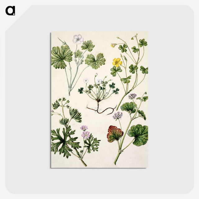 1-38_Native-Flowering-Plants-of-New-Zealand_postcard