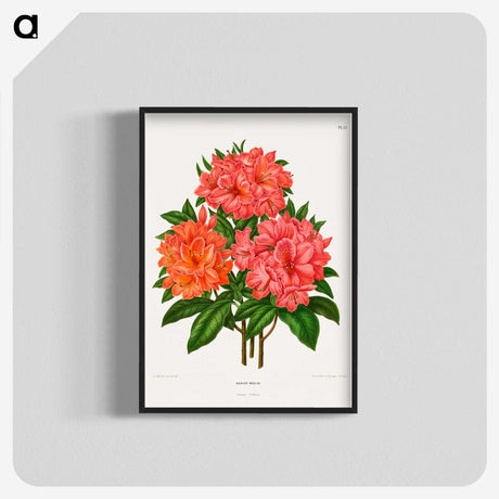 1-38_Nederlandsche-Flora-en-Pomona_blk-crop