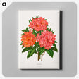1-38_Nederlandsche-Flora-en-Pomona_canvas