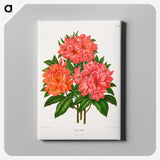 1-38_Nederlandsche-Flora-en-Pomona_canvas