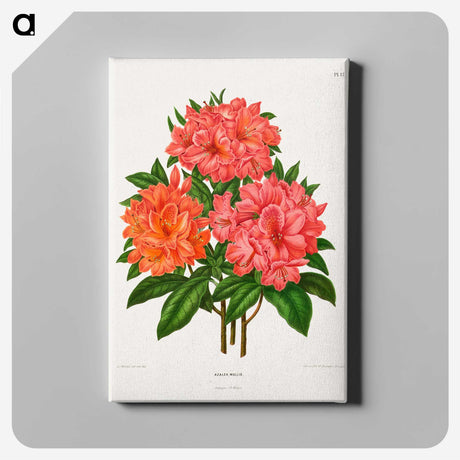 1-38_Nederlandsche-Flora-en-Pomona_canvas