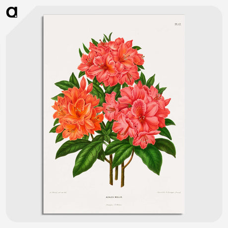 1-38_Nederlandsche-Flora-en-Pomona_picture-crop