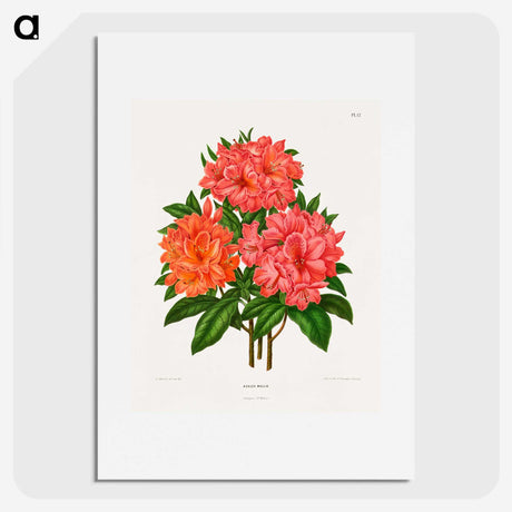 1-38_Nederlandsche-Flora-en-Pomona_picture