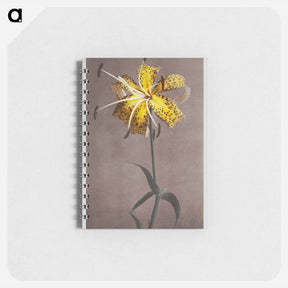 アートメモ帳-Lily - 小川 一正 Memo.