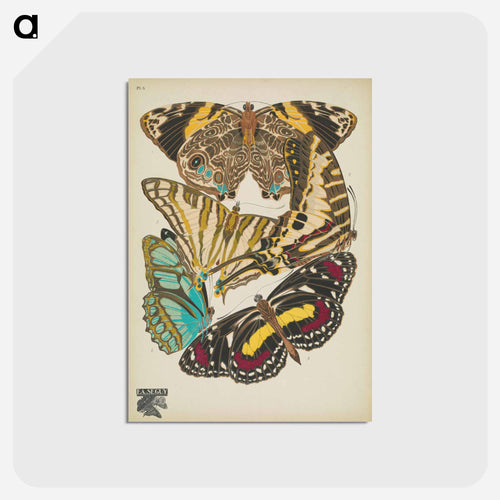 Vintage Butterflies
 - パピヨン Postcard.