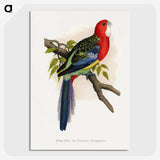 1-38_Parrots-in-Captivity_picture-crop