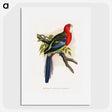 1-38_Parrots-in-Captivity_picture