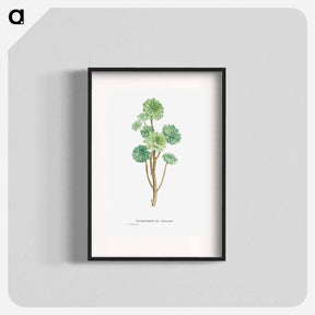 アートポスター-Sempervivum Arboreum (Tree Houseleek) - ピエール ジョゼフ ルドゥーテ Poster.