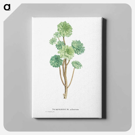 アートパネル-Sempervivum Arboreum (Tree Houseleek) - ピエール ジョゼフ ルドゥーテ Canvas.