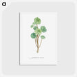 アートポストカード-Sempervivum Arboreum (Tree Houseleek) - ピエール ジョゼフ ルドゥーテ Postcard.