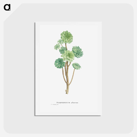 アートポストカード-Sempervivum Arboreum (Tree Houseleek) - ピエール ジョゼフ ルドゥーテ Postcard.