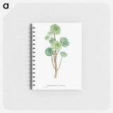 Sempervivum Arboreum (Tree Houseleek) - ピエール ジョゼフ ルドゥーテ Memo.