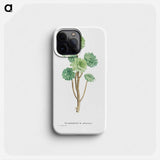 Sempervivum Arboreum (Tree Houseleek) - Pierre Joseph Redouté Phone Case.