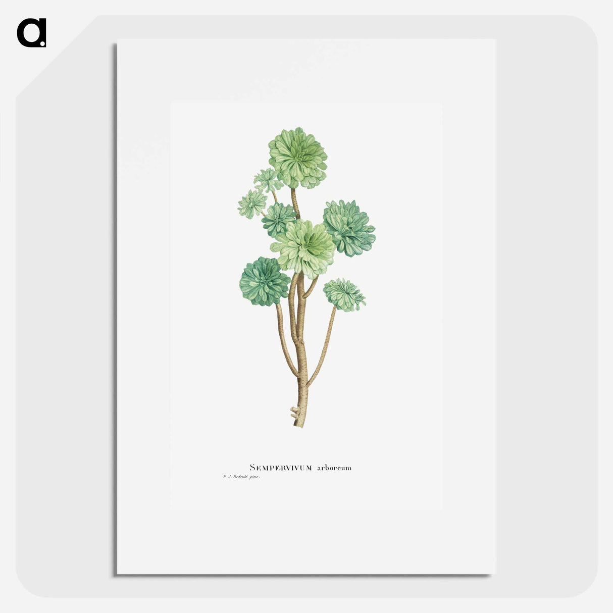 Sempervivum Arboreum (Tree Houseleek) - ピエール ジョゼフ ルドゥーテ Poster.