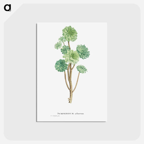 アートポストカード-Sempervivum Arboreum (Tree Houseleek) - ピエール ジョゼフ ルドゥーテ Postcard.