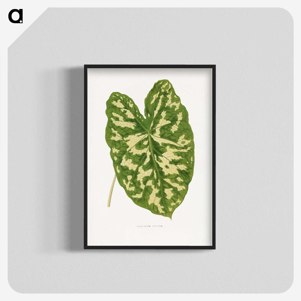 1-38_Plants-with-Colored-Foliage_blk-crop