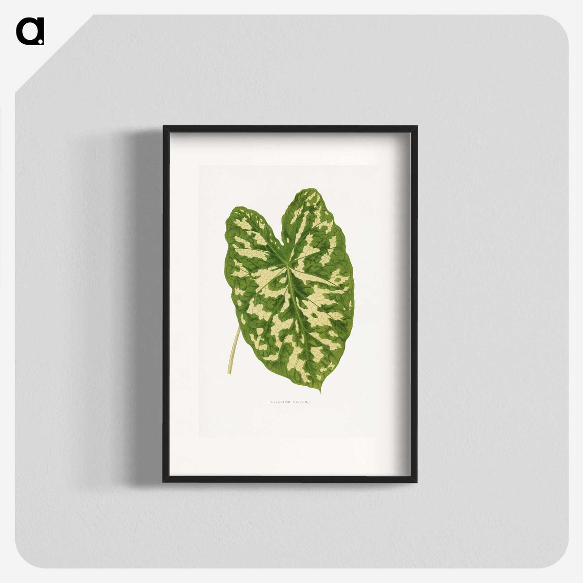 1-38_Plants-with-Colored-Foliage_blk