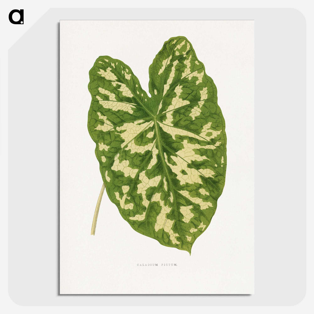 1-38_Plants-with-Colored-Foliage_picture-crop