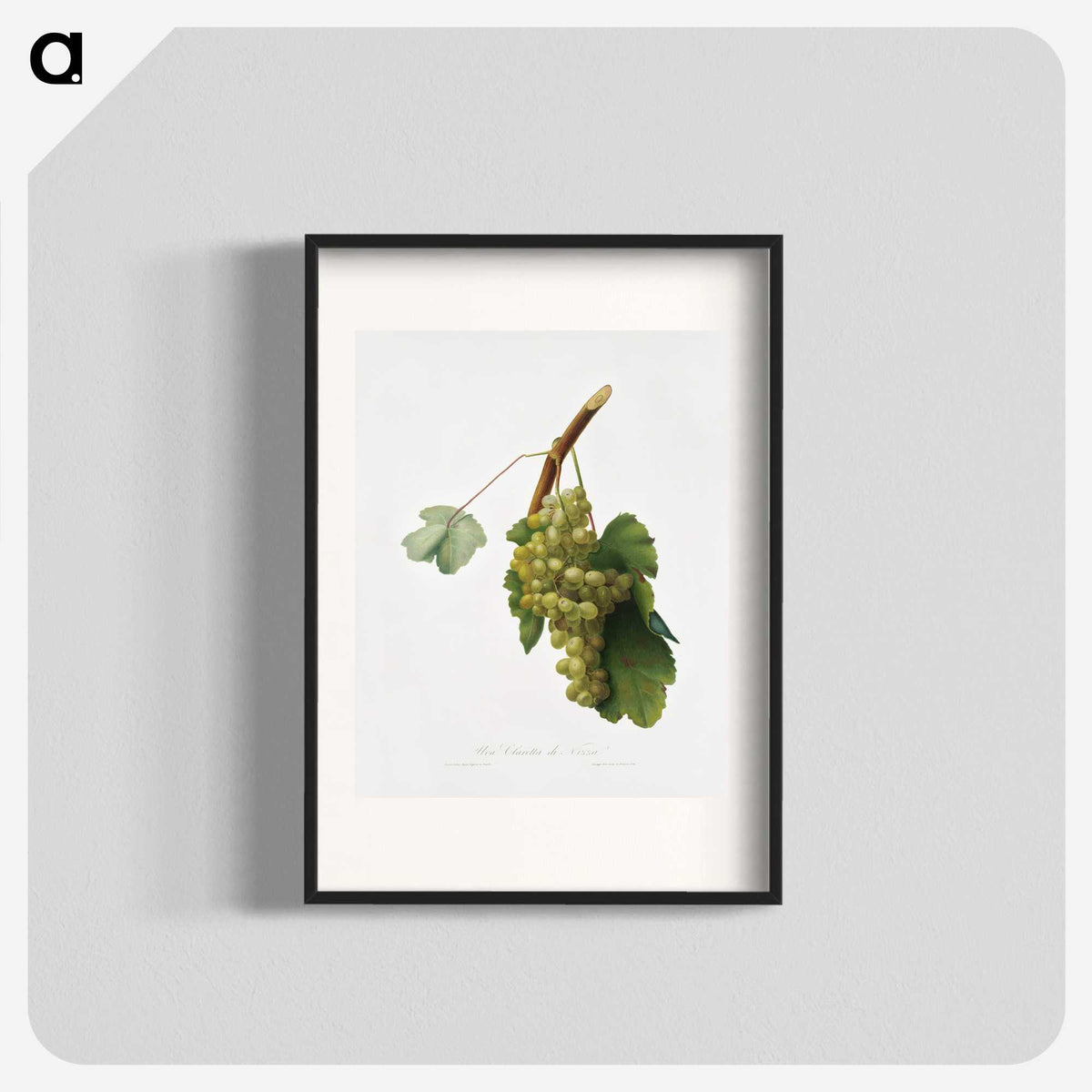1-38_Pomona-Italiana_blk