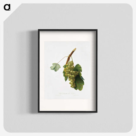 1-38_Pomona-Italiana_blk