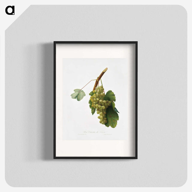 1-38_Pomona-Italiana_blk