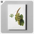 1-38_Pomona-Italiana_canvas