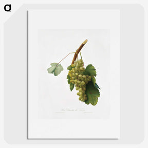 1-38_Pomona-Italiana_picture