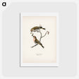 アートポストカード-Common Linnet
 - スヴェンスカ フォグラル Postcard.